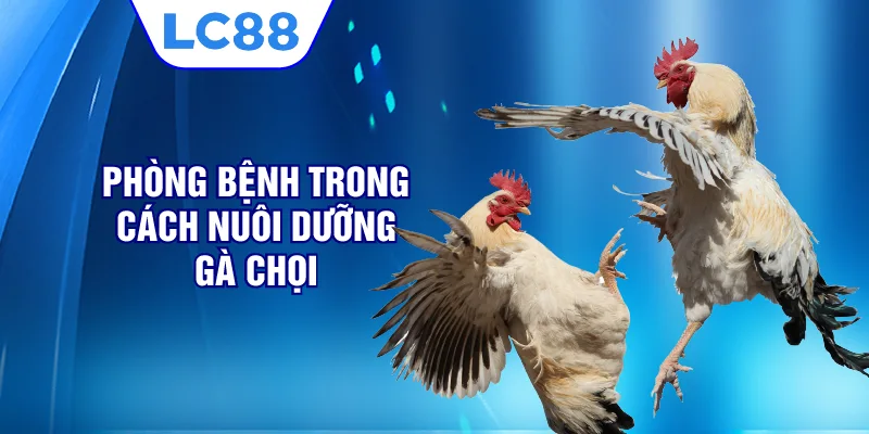 Phòng bệnh trong cách nuôi dưỡng gà chọi